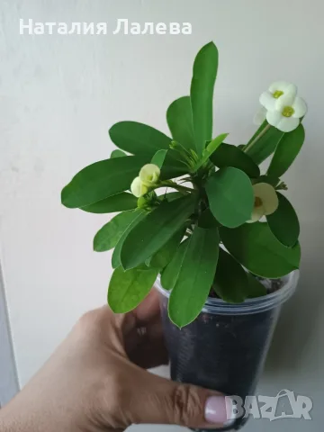 Бял Исусов венец, euphorbia milii, снимка 2 - Стайни растения - 55440544