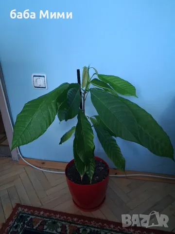Какаово дърво - Theobroma cacao