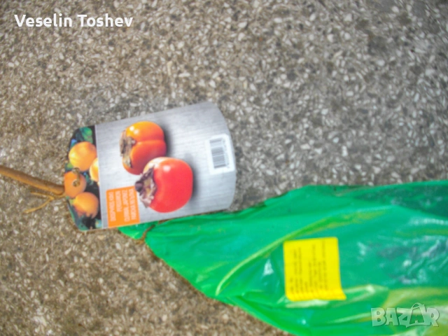 Студоустойчива райска ябълка Костата