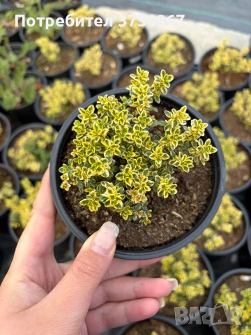 🌸🌿 💜 Мащерка / Timo limone variegato imp. , снимка 4 - Градински цветя и растения - 54380530