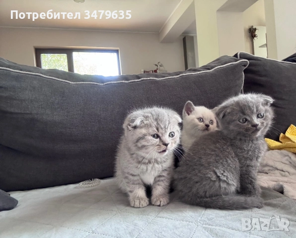 Шотландски/ британски котета 
