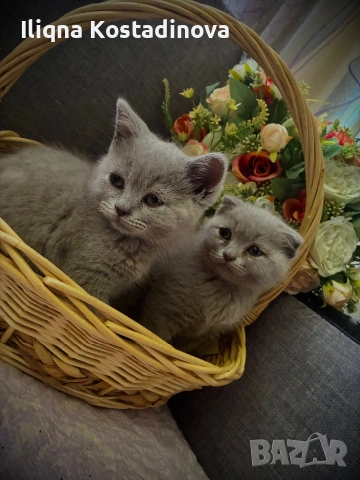 Малки клепоухи пухчета , снимка 6 - Британска късокосместа - 54961101