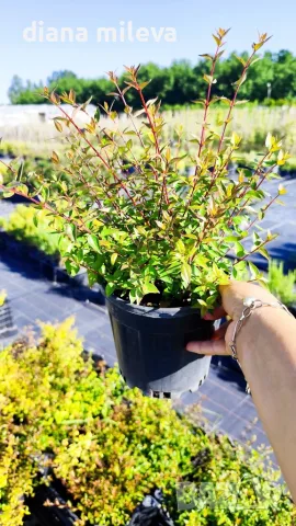 Абелия Грандифлора Прострата, Аbelia Grandiflora Prostrata!!!, снимка 10 - Градински цветя и растения - 55601458