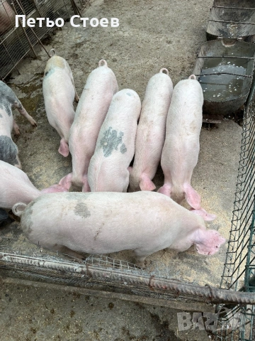 Малки прасета 