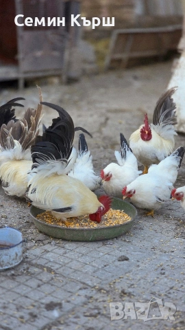 Шабо, снимка 8 - Кокошки и пуйки - 53461928