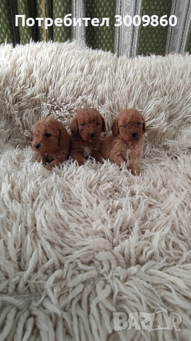 Той пудел , снимка 3 - Пудели - 53968629