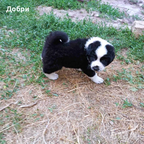 Малки Каракачанки, снимка 5 - Каракачанска овчарка - 54978359