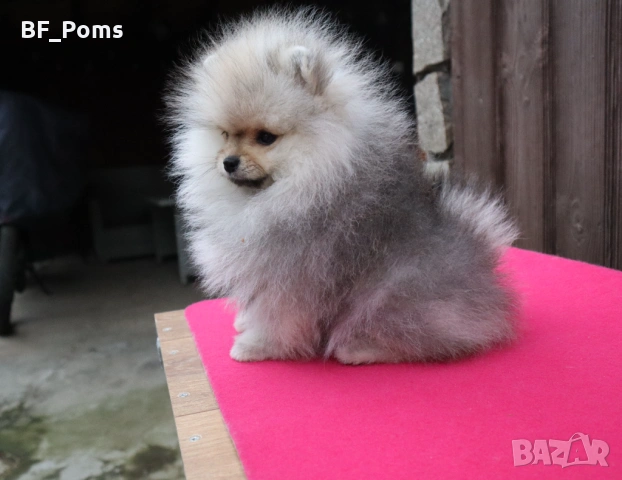 Миниатюрно момиченце померан с родословие FCI