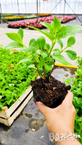 Хортензия Сибила, Hydrangea macrophylla Sibilla за сянка!!, снимка 12 - Градински цветя и растения - 54722792
