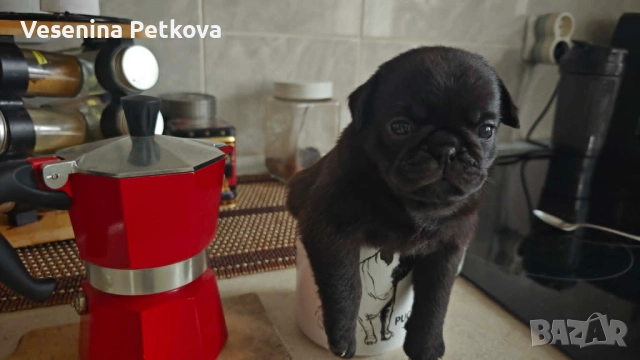 Бебе мопсчета (с ваксини и чипове), снимка 3 - Мопс - 54359816