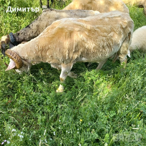 овен, овце,агне,кози,ярета