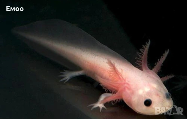 малки Аксолотъли - Воден саламандър, снимка 2 - Рибки - 54034333