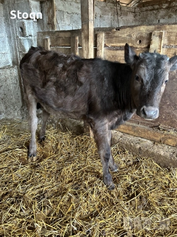 Продавам 6 Телета, снимка 5 - Крави - 54209559