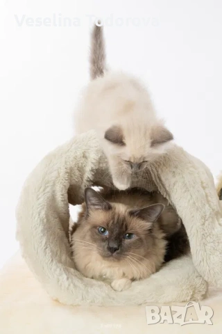 Бутикови котенца /Бирманска свещена котка, снимка 4 - Други - 54492359