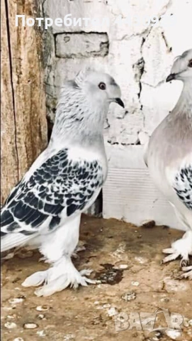 Мардини (фенерлии), снимка 4 - Гълъби - 54141614