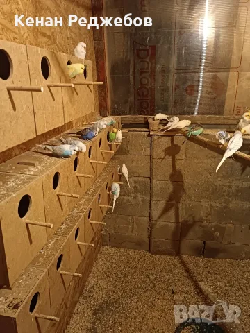 Продавам вълнисти, пойни и неразделки , снимка 10 - Папагали - 55349806