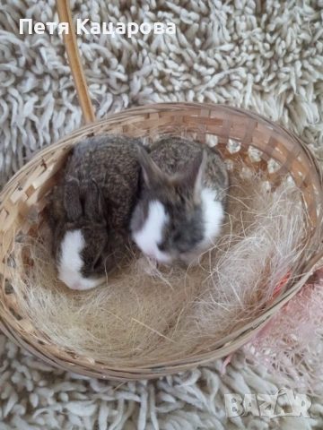 Прозавам декоративни зайчета, снимка 7 - Декоративни зайчета - 53955203