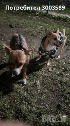 Пинчер, снимка 5 - Пинчер - 54203616