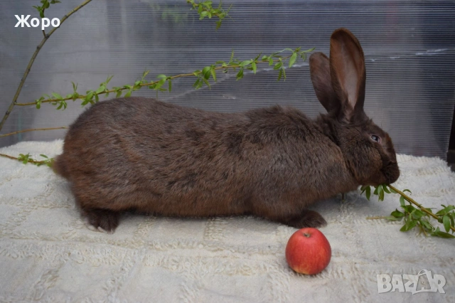 Зайци за разплод, снимка 14 - Други животни - 53611714
