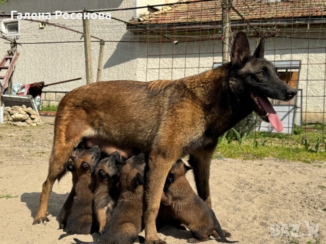 Белгийска овчарка Малиноа, снимка 2 - Белгийска овчарка - 54258738