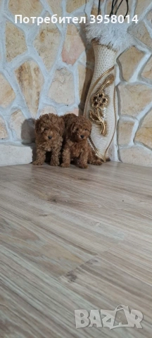 Той пудел , снимка 4 - Пудели - 54057855