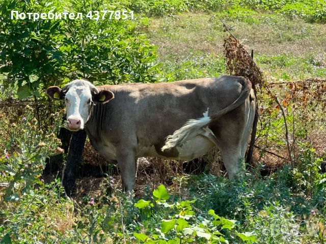 Продавам крави и телета с. Брест област Плевен, снимка 8 - Крави - 55342025