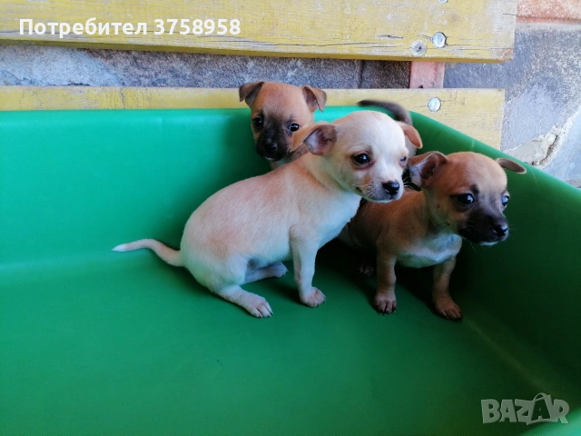продавам 3бр. женски пинчери