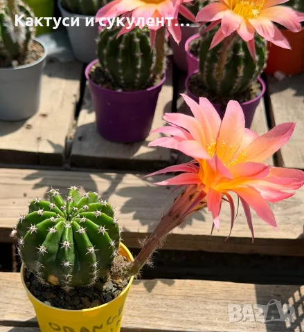 Цъфтящи Кактуси Echinopsis Hybrid омбре преливащи се цветове , снимка 7 - Градински цветя и растения - 55683810