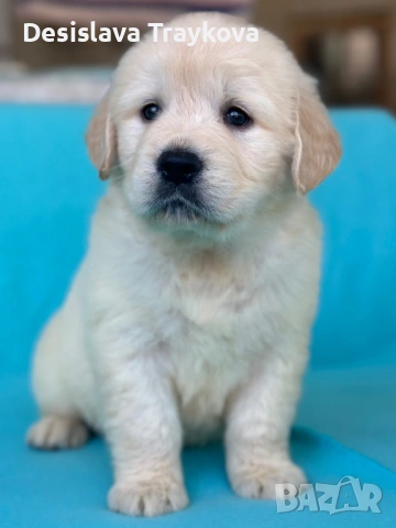 Кученца Голдън ретривър 