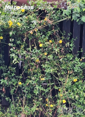 Продавам растение Зимен Жасмин (Jasminum nudiflorum), снимка 5 - Градински цветя и растения - 54579336