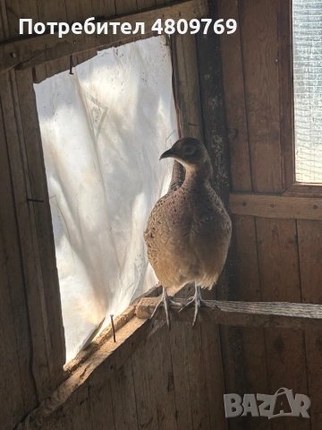 Женски фазан , снимка 3 - други­ - 54331627