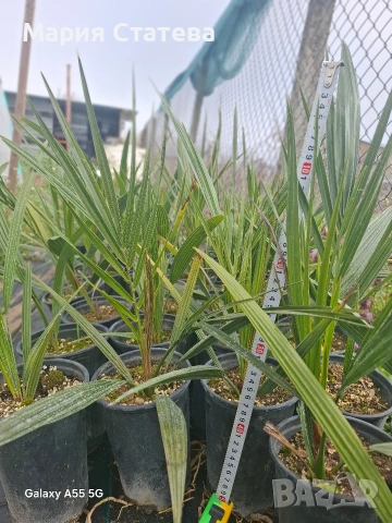 Палми от производител , снимка 3 - Градински цветя и растения - 54084821