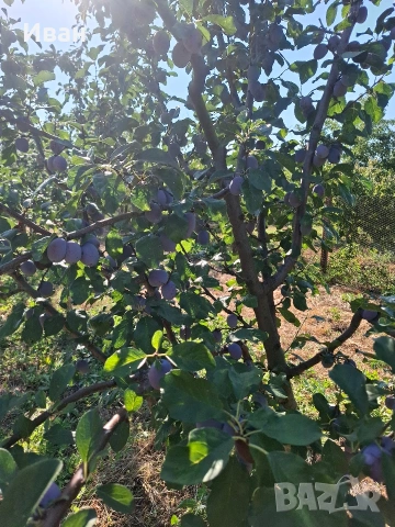 сини сливи чачанска лепотица, снимка 2 - Домашни продукти - 55259945
