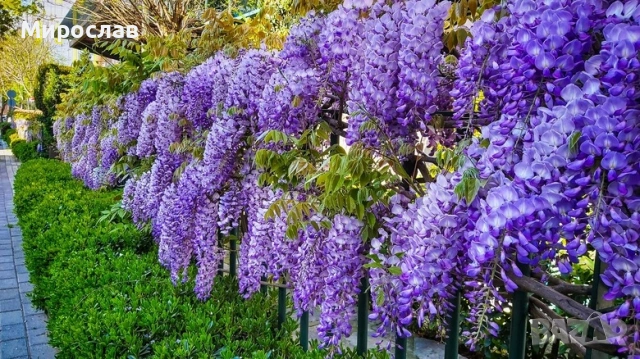 Продавам растение Глициния (Wisteria, Вистерия) , снимка 4 - Градински цветя и растения - 55057103