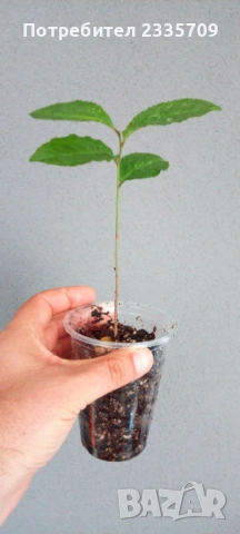 Китайски чай Camellia sinensis - растения, снимка 2 - Градински цветя и растения - 53612418