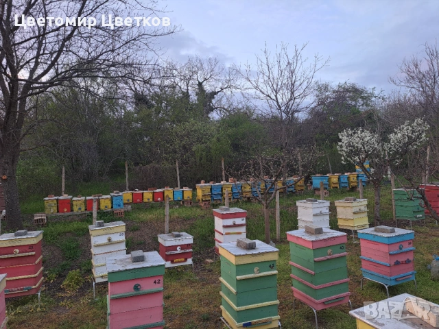 Пчелни отводки система Дадан Блат