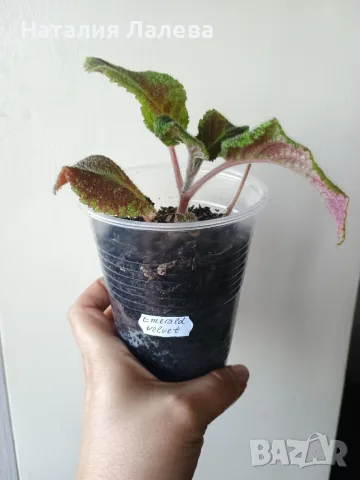 Еписция, episcia Emerald Velvet, снимка 3 - Стайни растения - 55549608