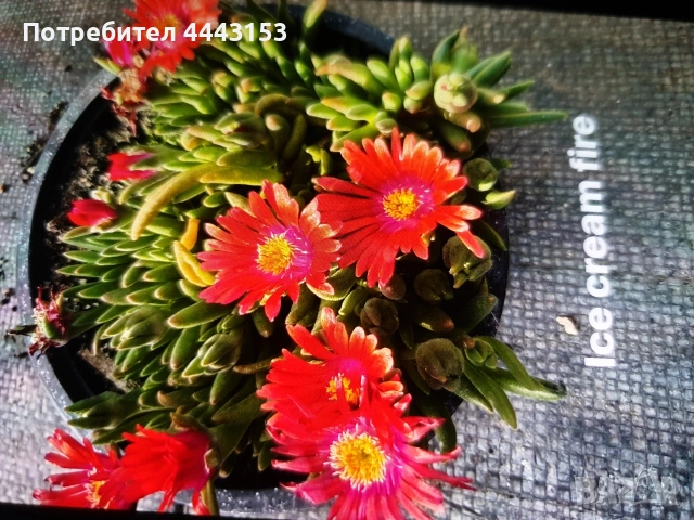 Делосперма , снимка 2 - Разсади - 50497975