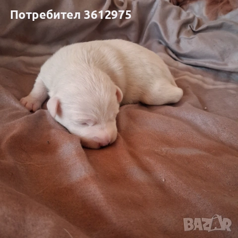 Продават се джакръсел, снимка 3 - Джак ръсел териер - 54400759