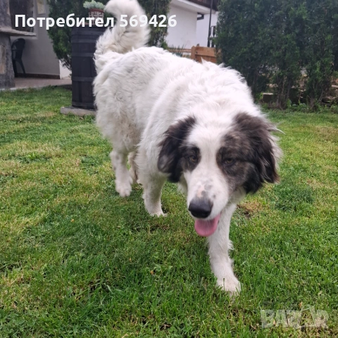 Чистокръвни каракачански кучета, снимка 16 - Каракачанска овчарка - 54893075