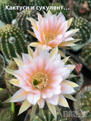 Кактус Echinopsis Hybrid Denisa преливащи се цветове много красив цъфтеж