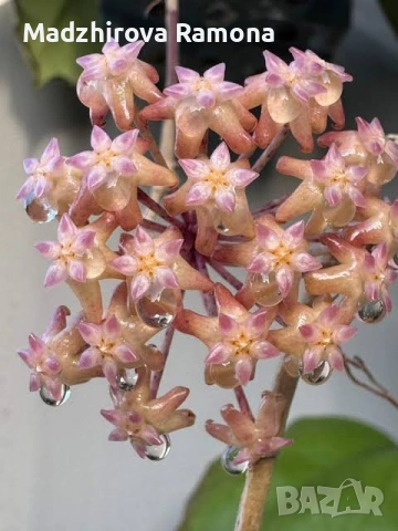  Hoya Хоя Seeds 002