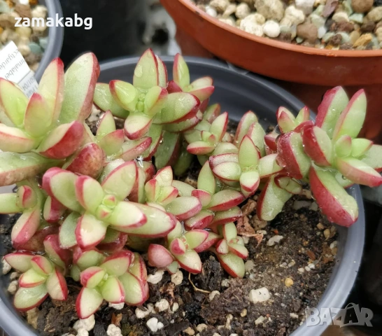 Красула (Crassula nudicaulis) сукулент, примерна снимка
