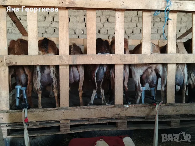 Продавам домашно гледани кози , снимка 4 - Кози - 55574870