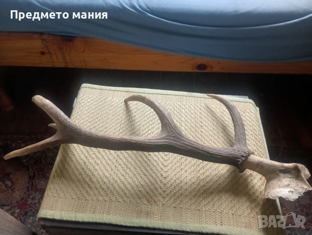 Красиви еленови рога (с черепна кост) – За декорация и колекция, снимка 7 - Антикварни и старинни предмети - 54068355