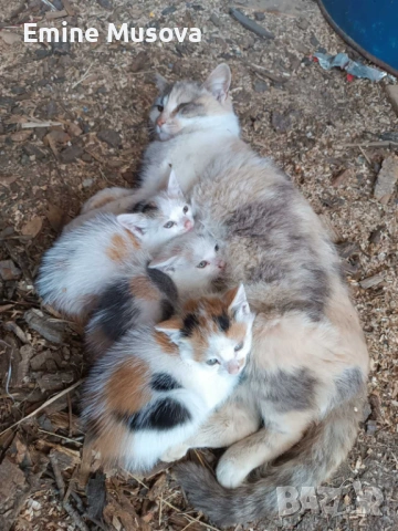Котенца