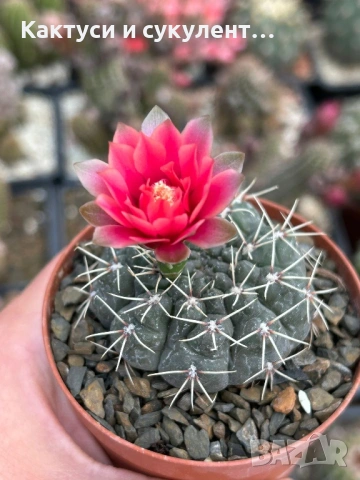Кактус Gymnocalycium Baldianum цикламен цъфтеж уникално красив и голям цъфтеж, снимка 2 - Градински цветя и растения - 54745377