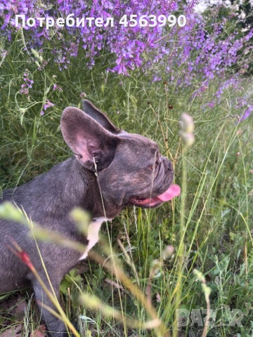 Frenski buldog