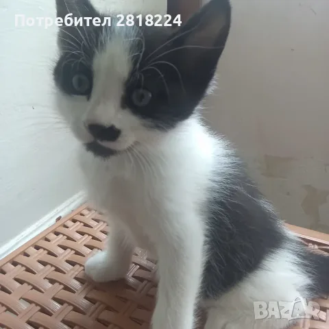 Подарявам мъжко коте