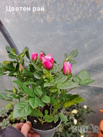 Мини рози два цвята розов и бял , снимка 3 - Градински цветя и растения - 54030097